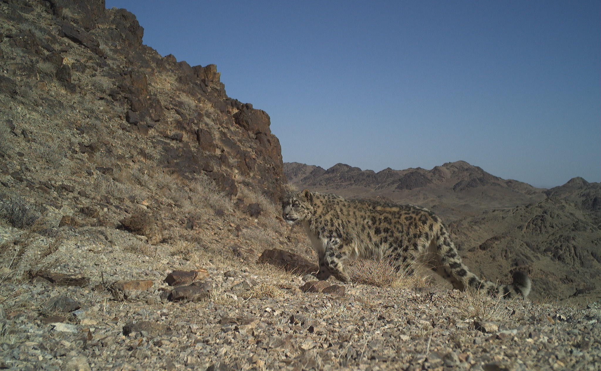 A snow leopard moves across mountain range between two protected areas in Umnugobi Province. Real-time data from recent GPS collaring efforts will help scientists understand how the cats navigate these highly isolated desert landscape amid expanding regional infrastructure. Photo credit: ©WCS Mongolia