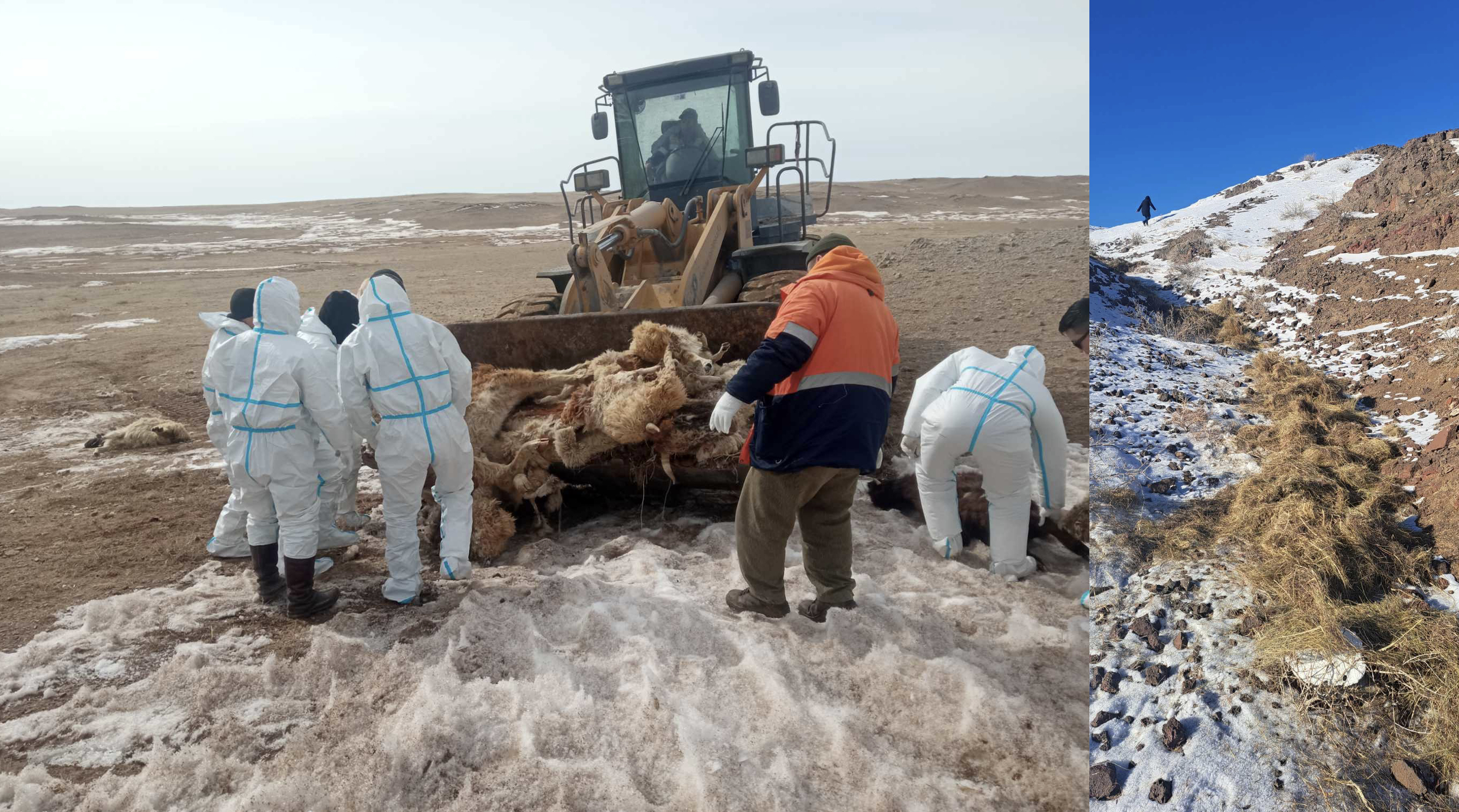 Dzud Crisis Situation Update- March 2024 > WCS Mongolia